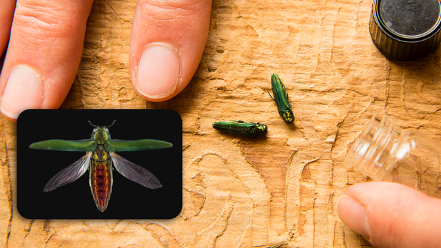 Emerald ash borer has killed millions of trees. Here’s how New Yorkers can spot it