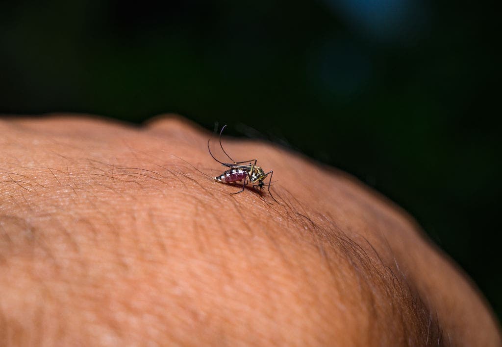 NJ reports first West Nile Virus death of 2026 as residents urged to be vigilant