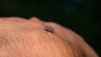 NJ reports first West Nile Virus death of 2026 as residents urged to be vigilant