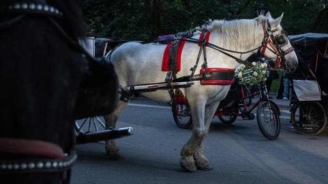 NYC Council passes Romanch's Law, votes to end horse carriage industry