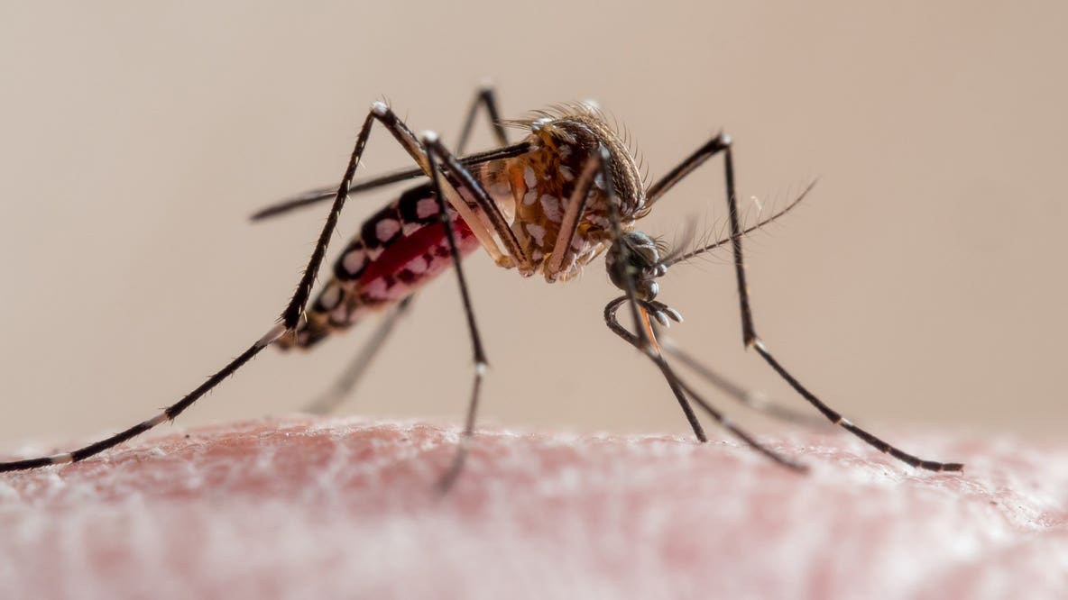 Southeast Wisconsin: As temps warm, mosquitoes are on the rise