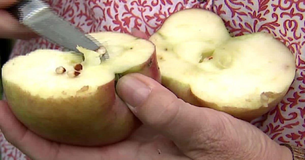How to tell when apples are ripe and ready to pick | FOX6 Milwaukee