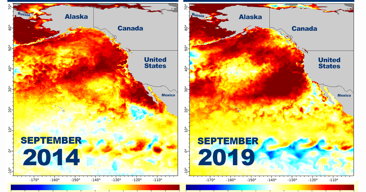 Scientists monitoring new marine heat wave off West Coast | FOX6 Milwaukee
