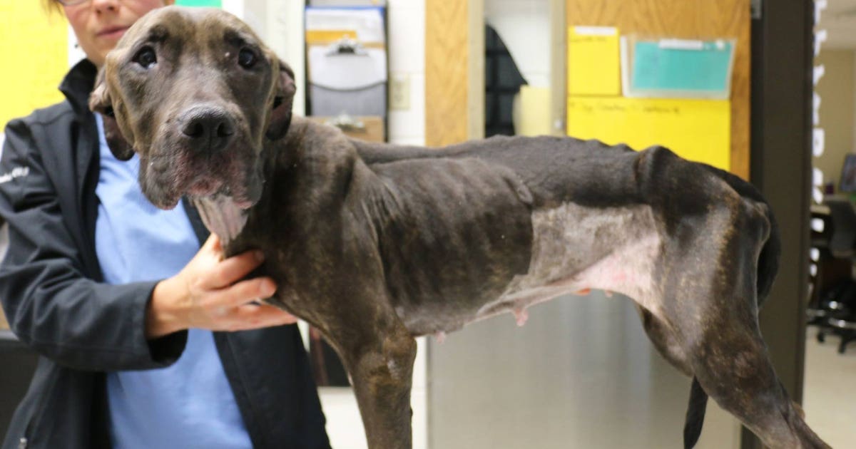 Abandoned, emaciated pit bull found in Glendale likely has liver cancer ...