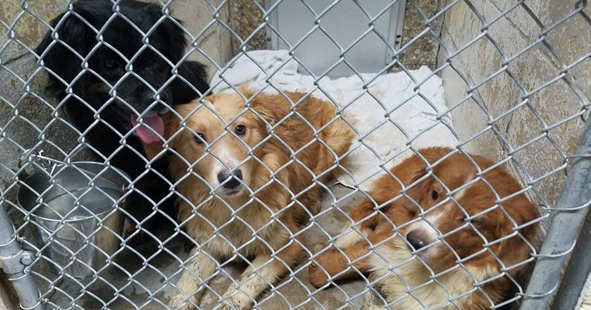 "Deplorable living conditions:" 52 dogs seized from Pleasant Prairie ...
