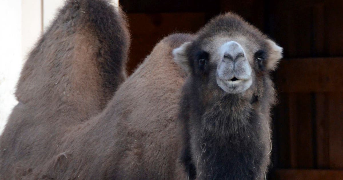 Oldest Bactrian camel dies at Henry Vilas Zoo in Madison | FOX6 Milwaukee