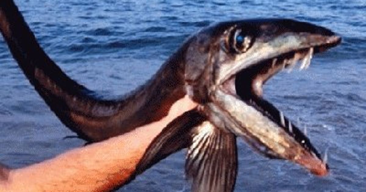 What in the world? Rare, deep-sea fish washes up on NC coast