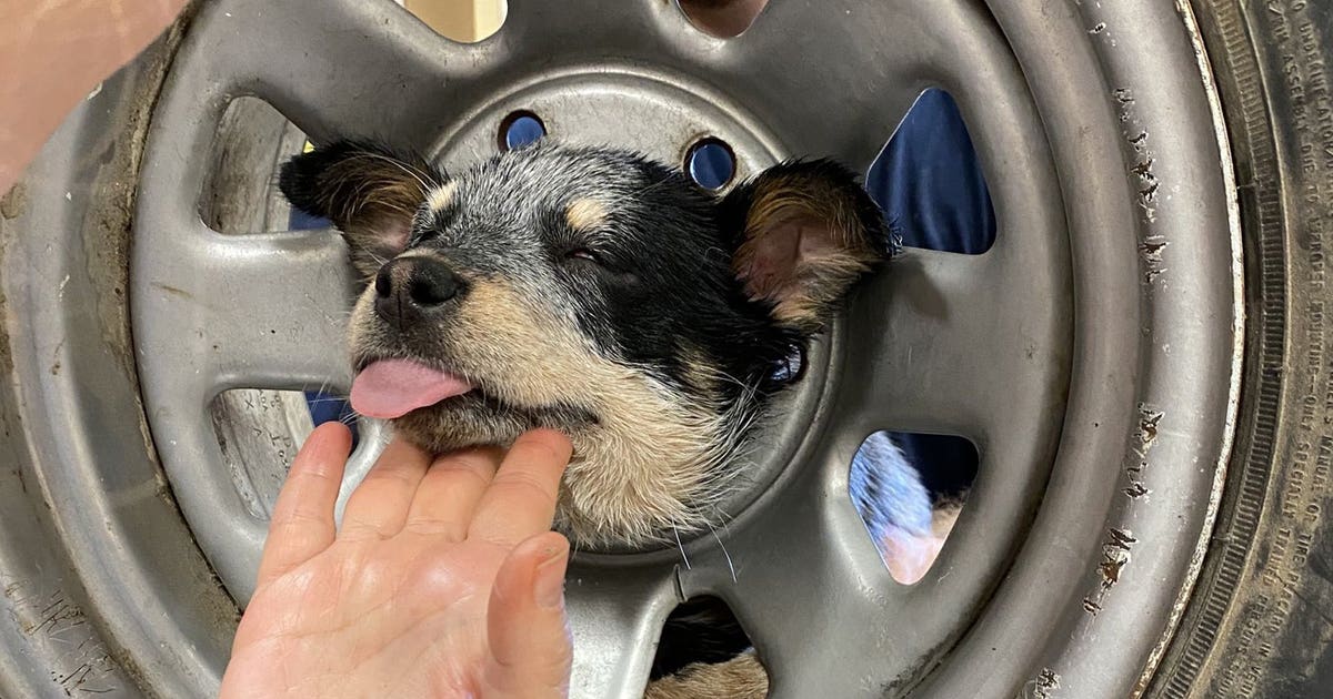 3-month-old puppy rescued after getting head stuck in spare tire in ...