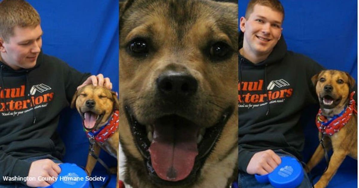 Chance the dog, found tied to a tree in Germantown, ADOPTED by police ...