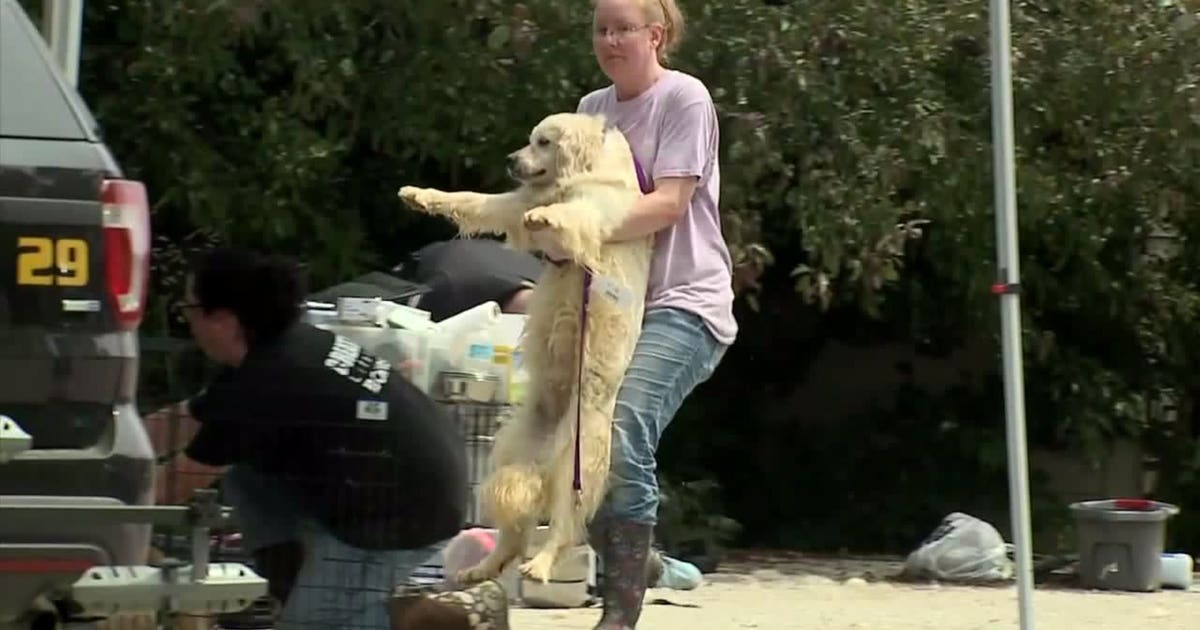 36 dogs seized, dozens more found dead in freezer in Town of Wilson; 3 ...