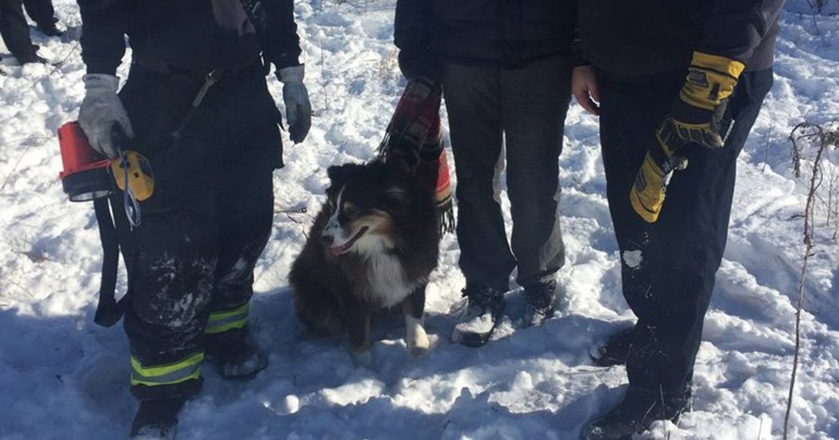 Wauwatosa Fire Department: Dog rescued after being stuck in drain pipe ...