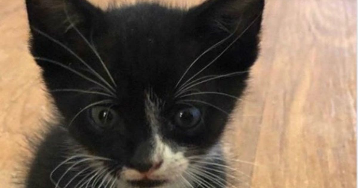 Florida kitten recovering after being thrown out of moving vehicle ...
