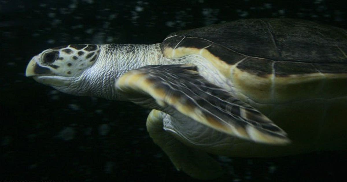 World's largest sea turtle could come off 'endangered' list | FOX6 ...