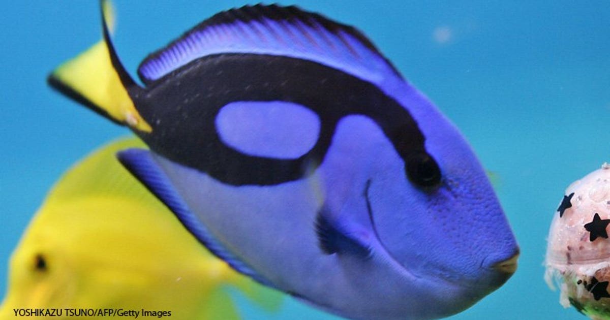 Love Disney's 'Dory' fish? Soon, you could get your own | FOX6 Milwaukee