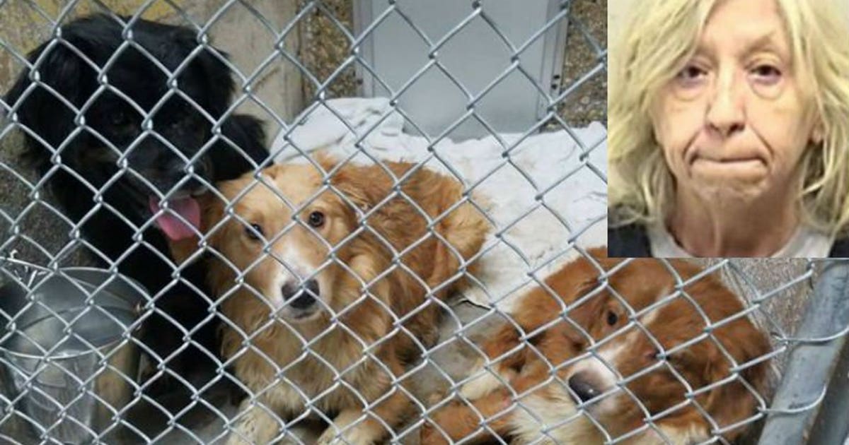2 years probation for Kenosha woman after 52 dogs seized from her home ...