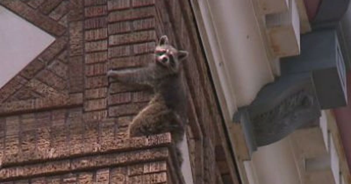 OH NO!!! Dramatic video shows rescue of raccoon that...didn't go as ...