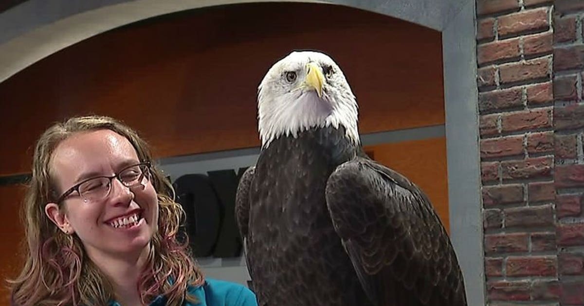Celebrate all things raptor on Xtreme Raptor Day at Schlitz Audubon ...