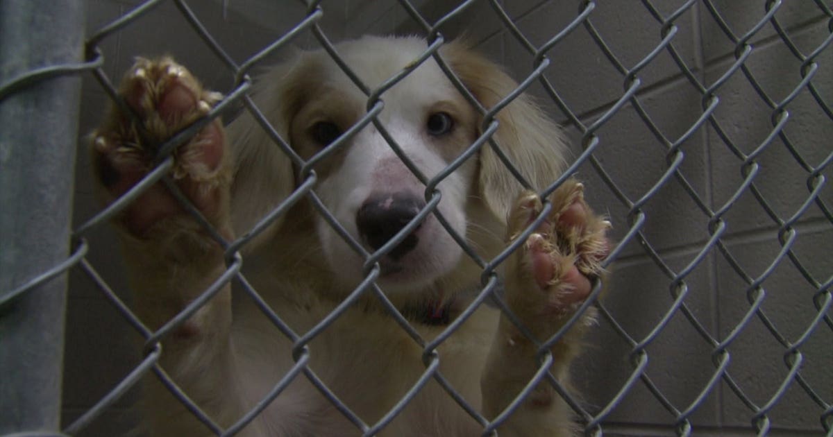 Dogs rescued from Pleasant Prairie home improving: "Biggest case we've ...