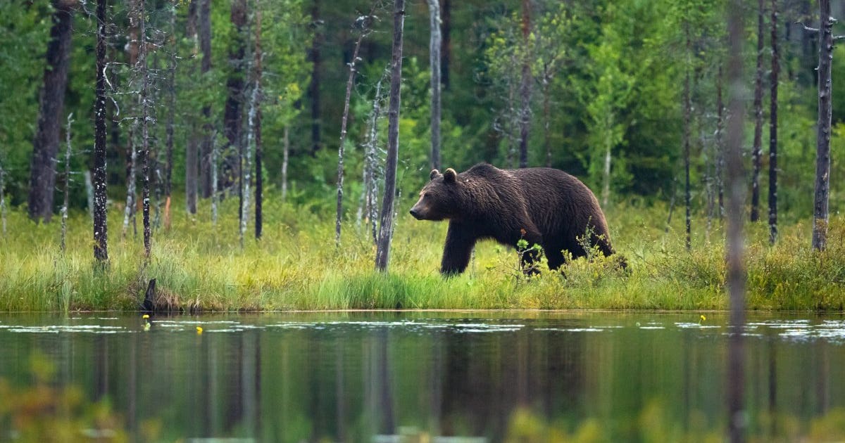 Hibernating Wolves Trump administration to reportedly lift ban on baiting, killing wolves ...