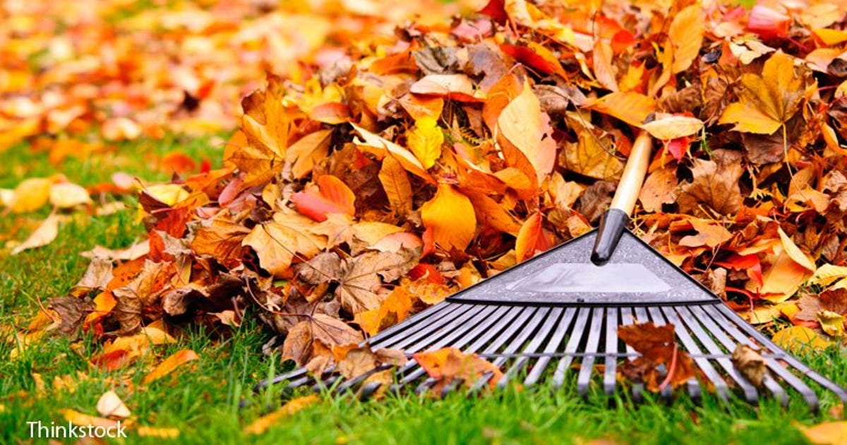Millwakee Rake Milwaukee residents allowed to rake leaves into street beginning ...
