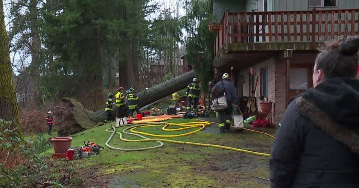 Man survives after huge tree falls into his apartment, lands on his lap ...
