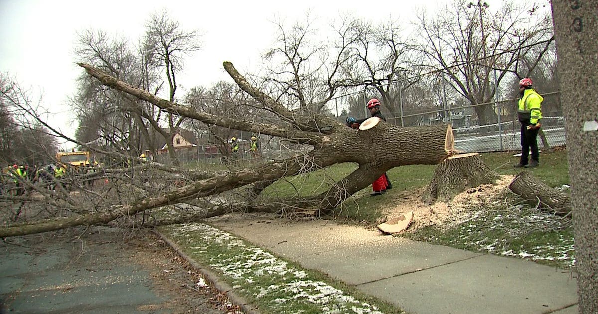 'It's a different line of work:' Arborists in training tackle ash trees ...