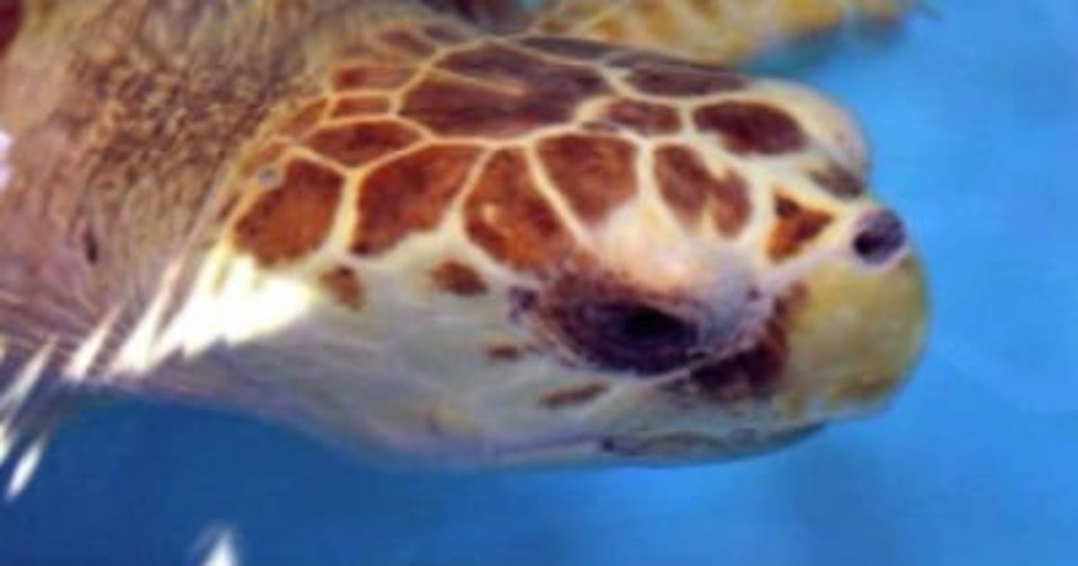 Smuggle Turtle Man tries to smuggle 50 turtles - in his pants! | FOX6 Milwaukee