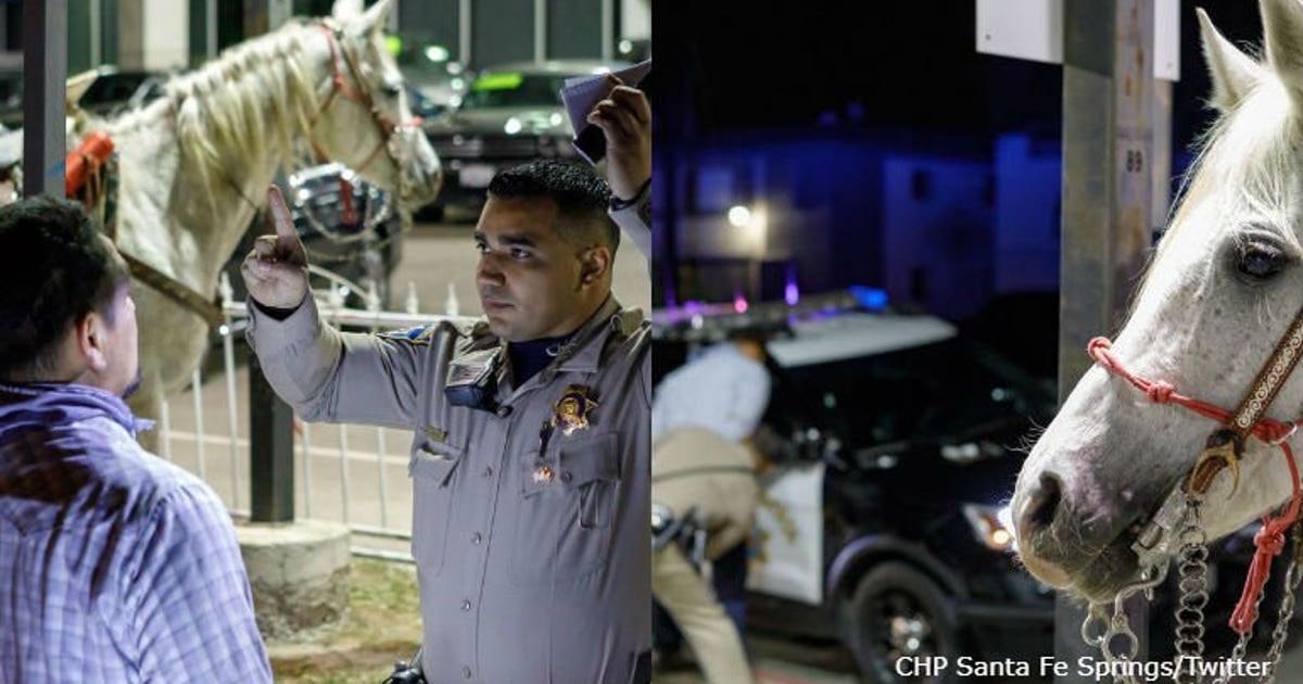 No course for a horse: Man rides onto California freeway; arrested for ...