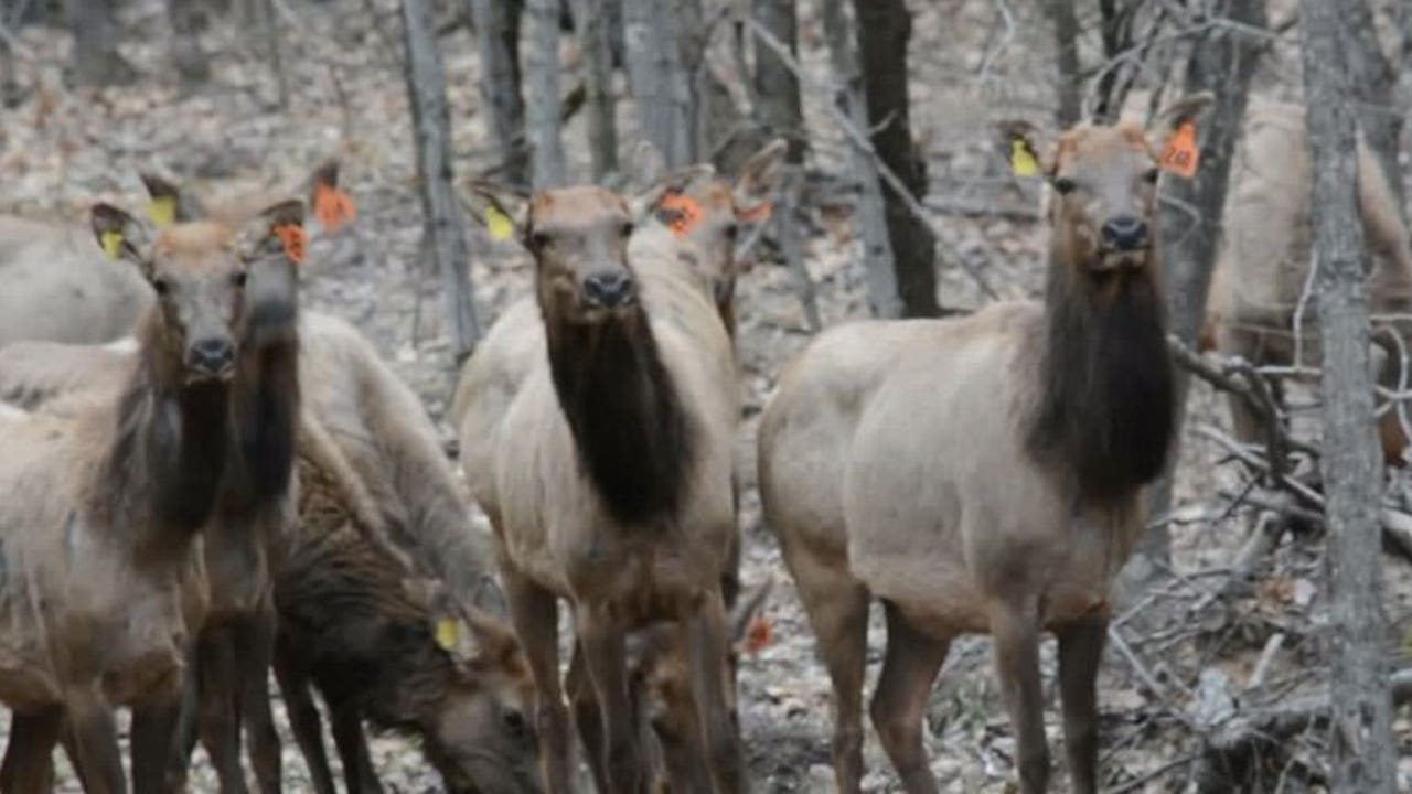 kentucky elk guides