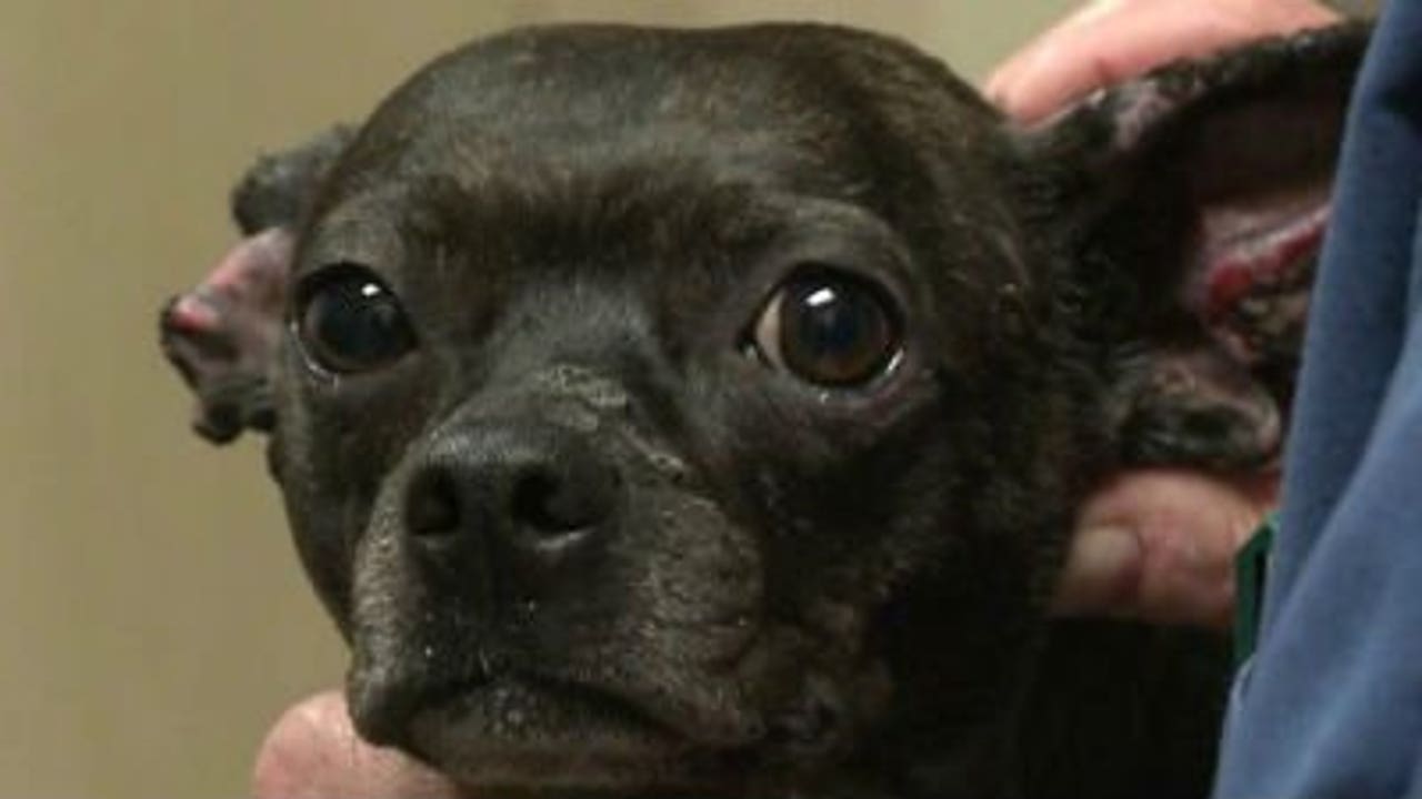 $2,000 Reward Offered For Information In Dog Burning Case