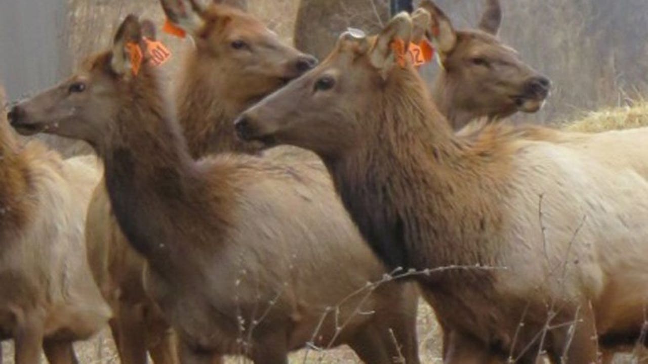 Wisconsin DNR: Elk herds estimated at around 500 animals in state