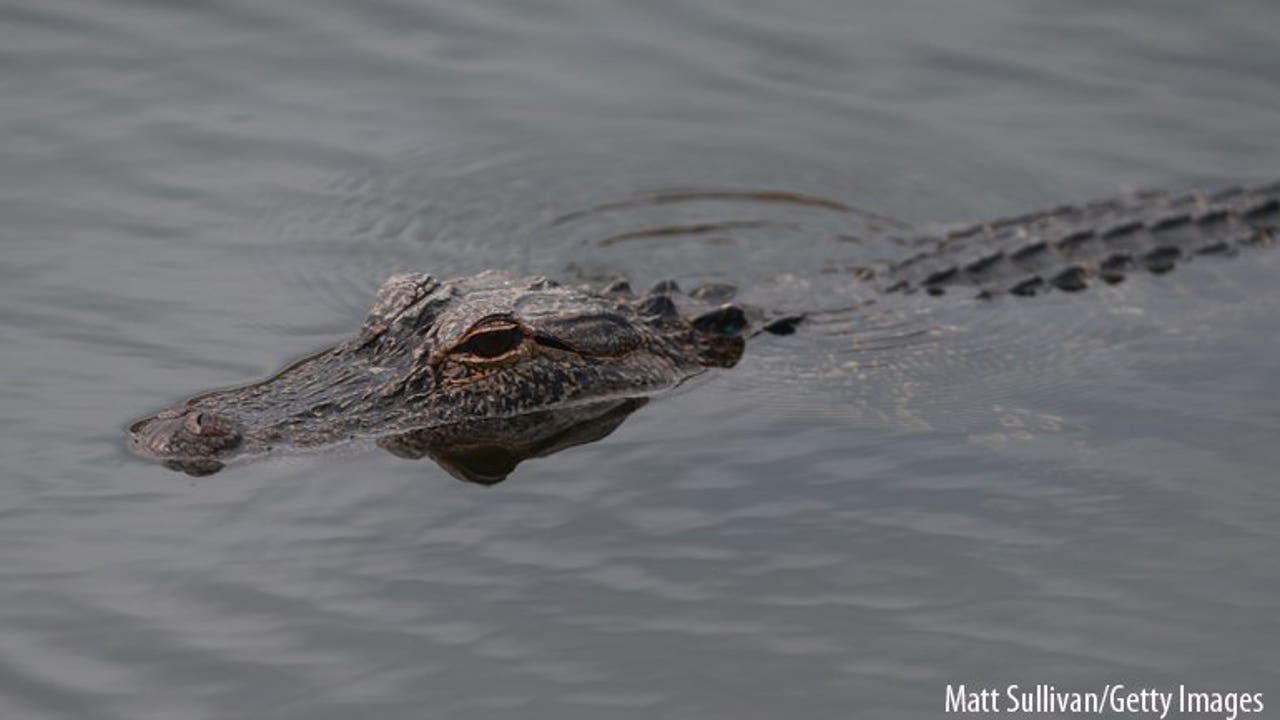 Louisiana sues California over alligator ban