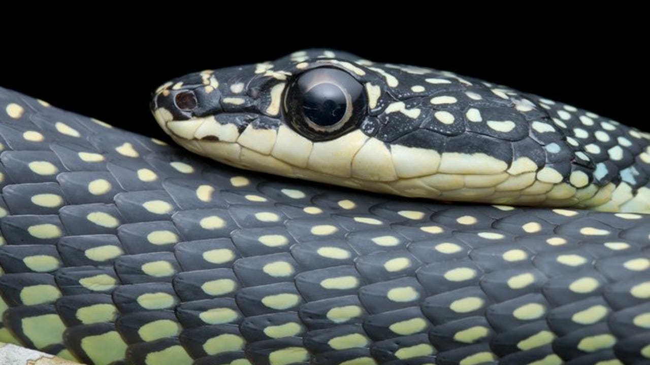 Mystery of How Flying Snakes Move Solved by 3D Modeling and Motion Capture