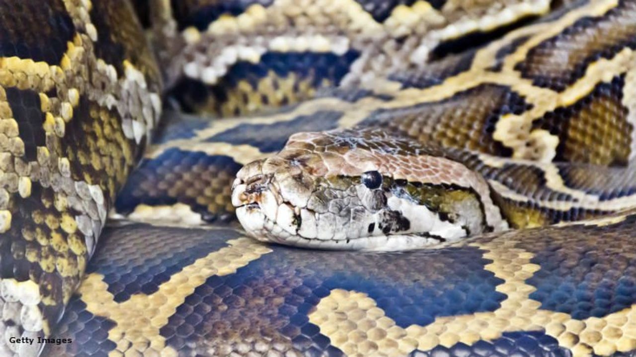 23-foot-long python swallows Indonesian woman