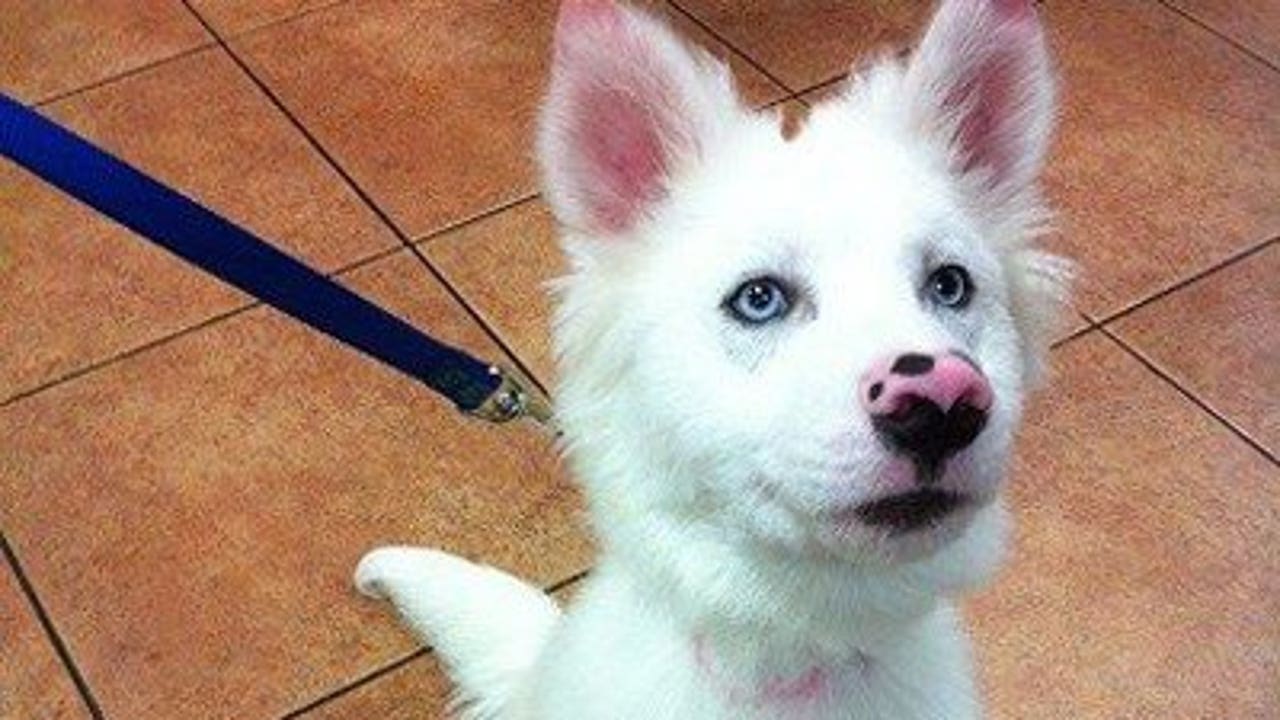 Husky puppy swallows sock whole, lives to bark about it