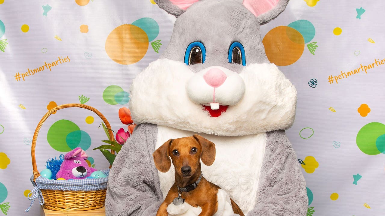 PetSmart offering free portraits with Easter Bunny ahead of holiday weekend