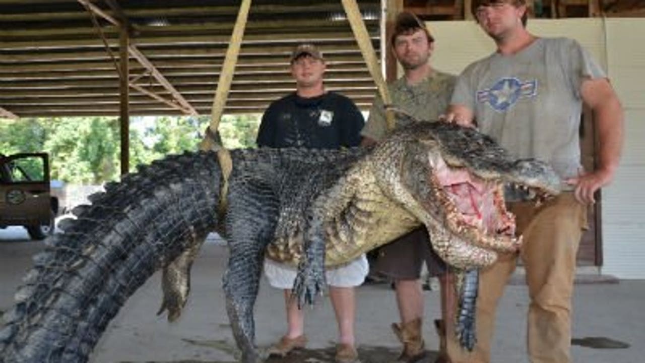 Three men catch record alligator in Vicksburg, Mississippi