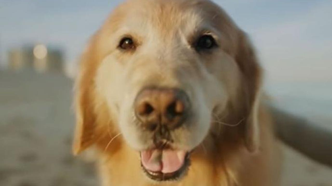 weathertech pet bowls coupon