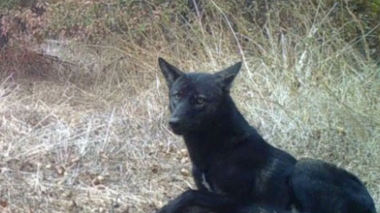 black coyote
