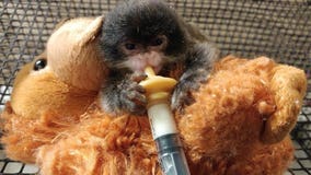 Racine Zoo announces bittersweet birth of Emperor tamarin