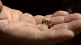 'It's Game of Thrones:' 2 queens killed atop Marquette Engineering Hall, leaving bee colony in jeopardy