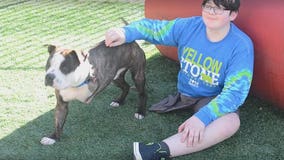 3-legged dog finds forever home with boy who lost leg to cancer