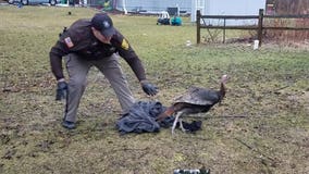 Deputies suspected "fowl play" when called to turkey break-in at Town of West Bend home