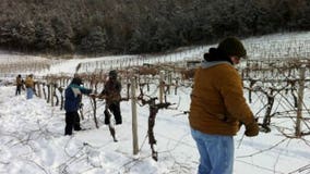 Wollersheim Winery says grapes "didn't stand a chance" this winter