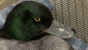 Frozen Lake Michigan endangers the lives of ducks