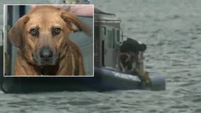 'This girl is a fighter:' Rescue dog saved from waters of Lake Michigan