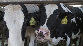 Dairy crisis: Gov. Walker announces changes to loan program for farmers after speaking with Pres. Trump