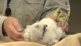 Four We Energies peregrine falcons banded, given names by Stars & Stripes Honor Flight veterans