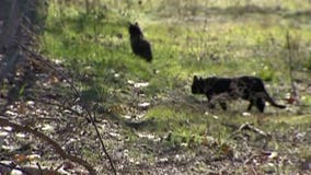 "God told him to:" Texas man goes to jail for feeding stray cats