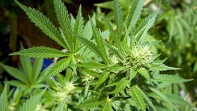 Bipartisan Wisconsin pot possession proposal introduced